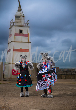 Pirate Cats of Pilot Pier